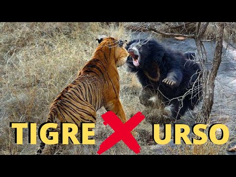 Vídeo: Diferença Entre Urso-preguiça E Urso Preto Asiático