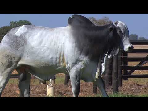 LOTE 87 - 7619 | 42º MEGA LEILÃO ANUAL CARPA TOUROS