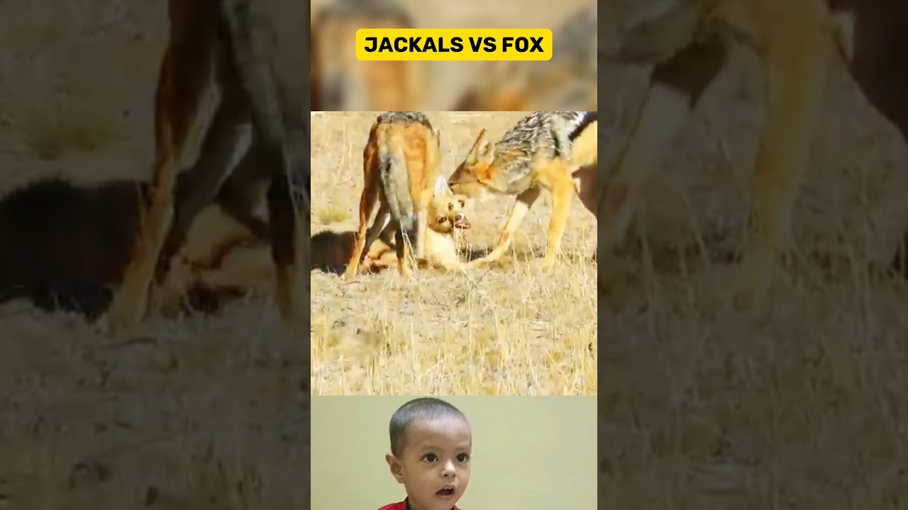 Wild Canine Showdown |Jackals and Fox Engage in Intriguing Encounter