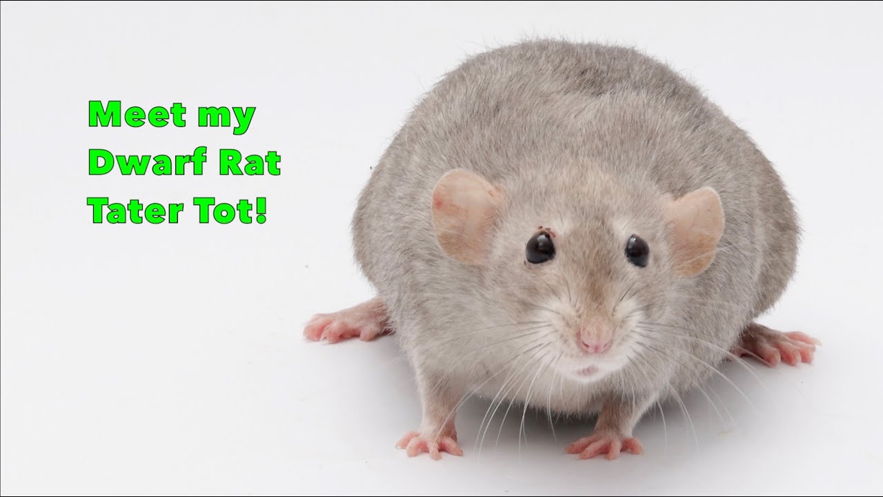 Rat Highlight - Meet My Dwarf Rat Tater Tot