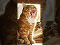 cat yawning 🙀🥱 cat lovers it's cat here 🙀🐈