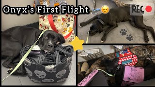Time for takeoff🛫| Service Dog Travel Day | SDiT Vlog
