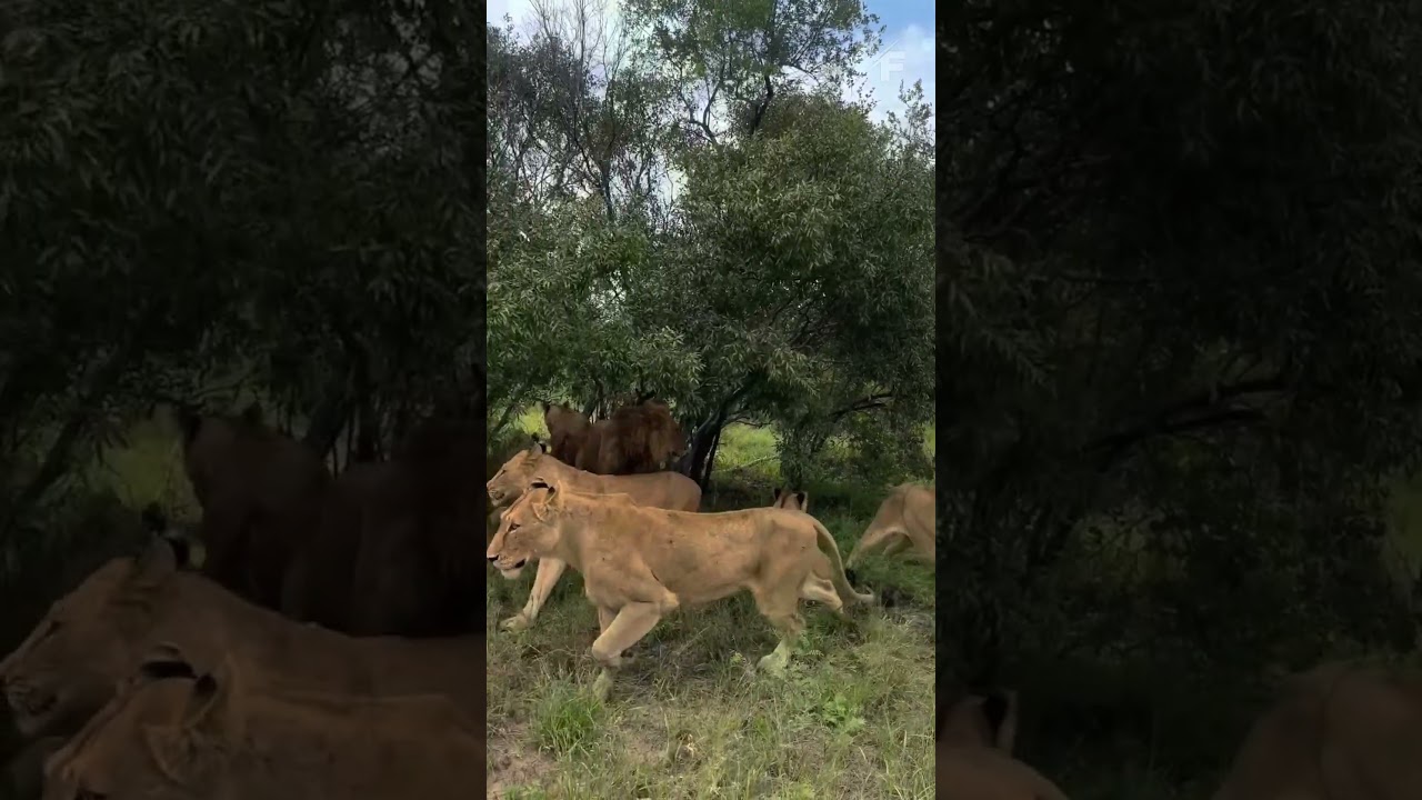 Носорог сталкивается с прайдом львов в напряженной схватке с дикой природой