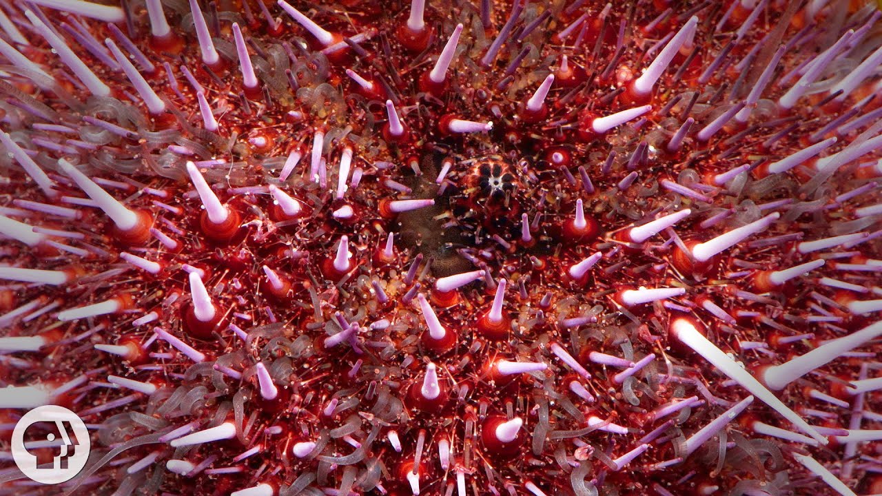 How Do Sea Urchins Get Born?