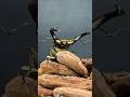 かっちょい😎#ムシキング #昆虫バトル #カブトムシ #クワガタ #ヘラクレスオオカブト #コーカサスオオカブト #ギラファノコギリクワガタ #ニジイロクワガタ #メタリフェルホソアカクワガタ