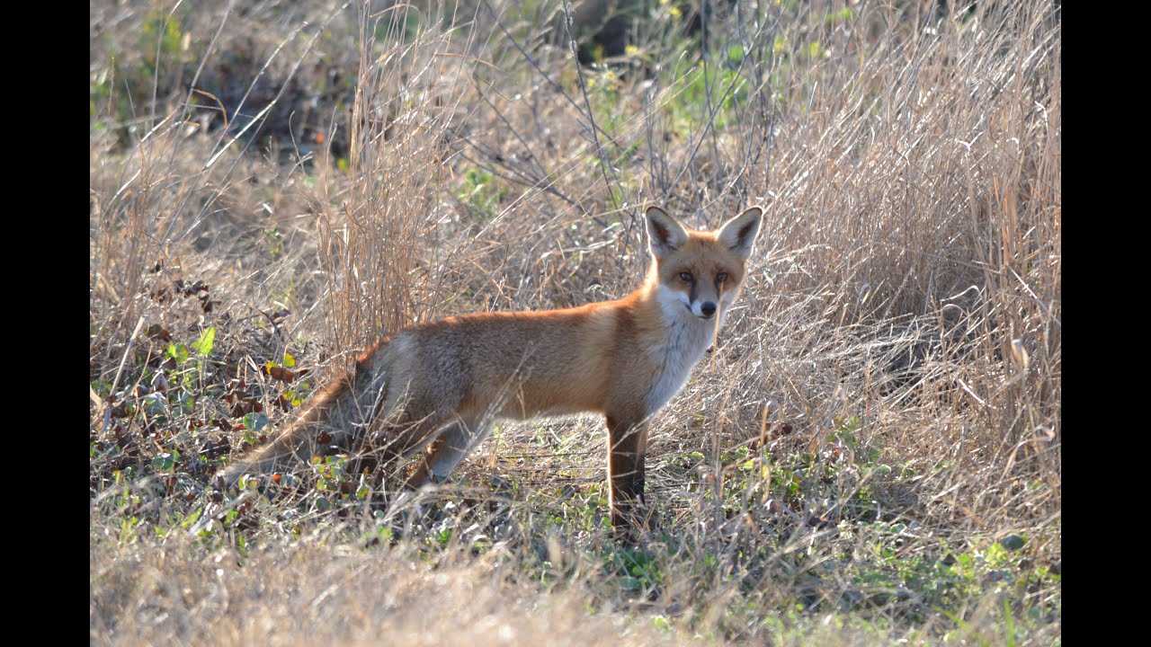 Expert Connections: Strategic Pest Animal Management