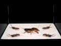 Mole cricket and Earwigs/ How do earwigs hunt?【LIVE FEEDING】