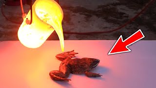 जब मेंढक के ऊपर डाल दिया लावा हुआ कुछ ऐसा चौक जाओगे आप |Top 10 Amazing Experiments On YouTube