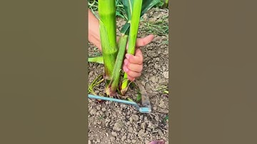 simple smart tool for selecting corn seedlings #shorts