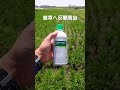 中干しが進んできたので除草剤散布します。#中干し #クリンチャー #除草剤