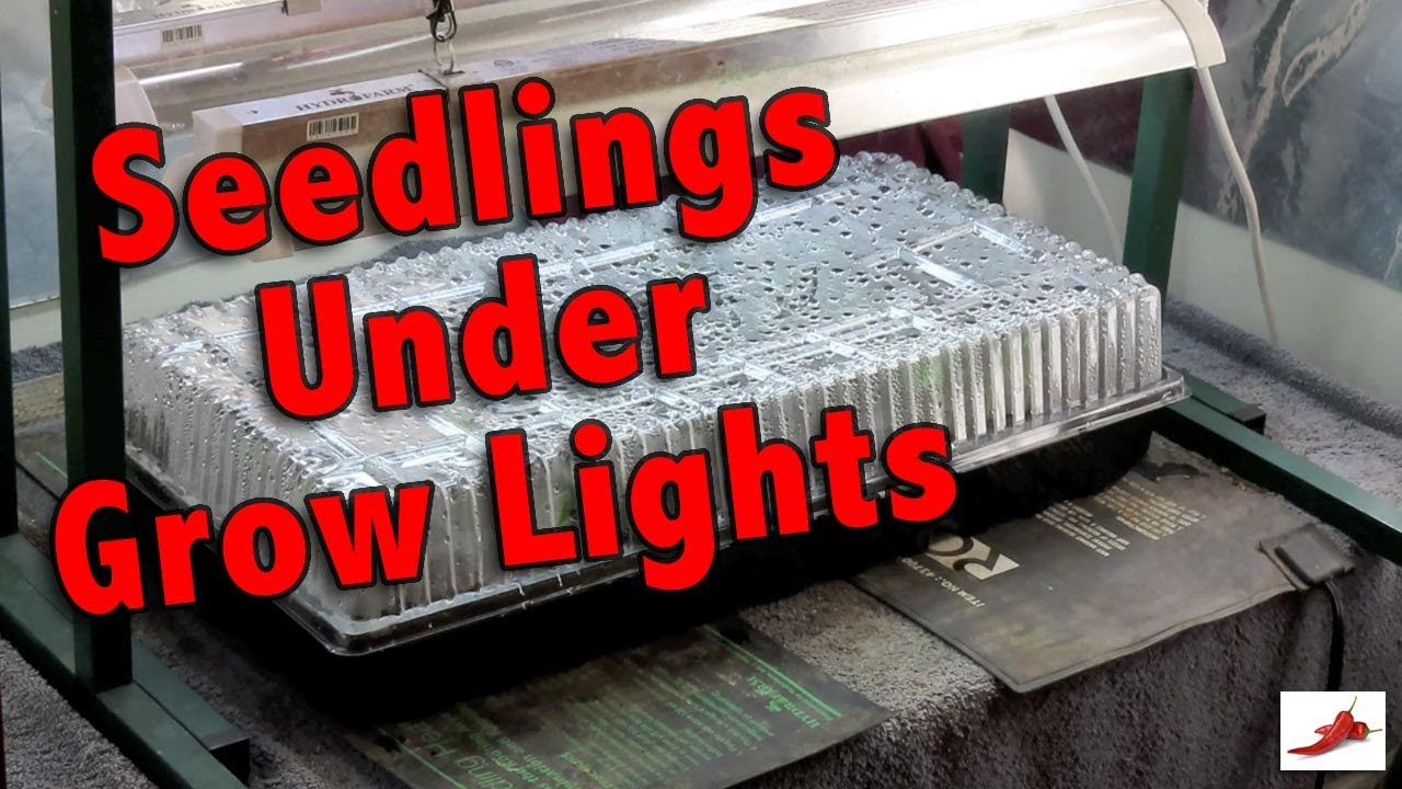 Seedlings Under Grow Lights. Tomato and Pepper Planting in the Desert