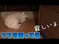パパと二人きりの1泊2日!寂しくて元気がない犬の長い1日|Two nights and two nights with Dad! A long day for a lonely doggy dog