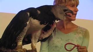 Cal The Harpy Eagle/After The Fledge 2015 Part One