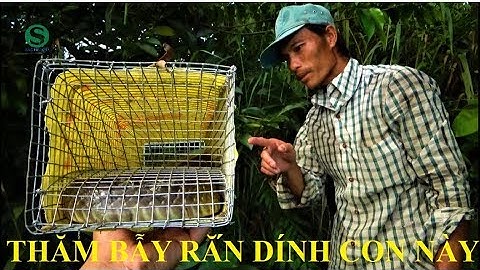Thăm bẫy rắn |  Không ngờ dính cả con này | Snake trap | Sắc Màu VN (Phần 2)