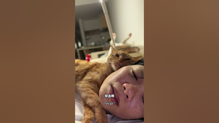 小猫：这么明显？ #猫咪的迷惑行为 #心思全写在脸上的猫 #怎么会有小猫这样睡觉 #小猫咪能有什么坏心眼 #句句有回应的小猫