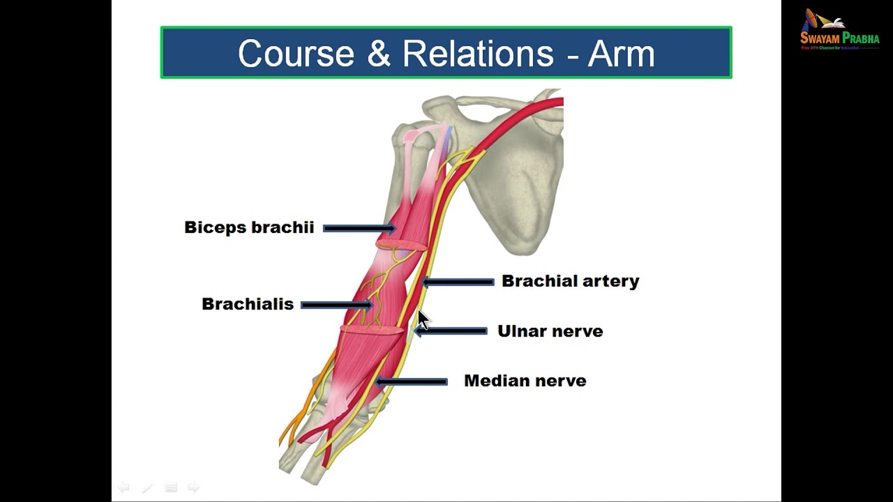 Median Nerve Brachial Artery