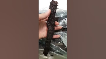 Nhục thung dung tác dụng bổ thận tráng dương tăng cường sinh lực nam giới ngâm rượu rất tốt