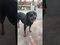 #rottweiler #dogloversdog #dogshorts