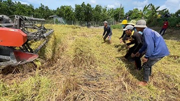 Cả Xóm Kéo Nhau Bắt Chuột Toàn Chuột Khủng | Hunting | - TT1635