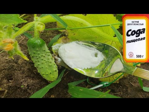 Срочно дайте Огурцам соду и будете собирать урожай ведрами до осени! Уход за Огурцами!