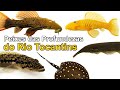 Peixes das profundezas do rio Tocantins