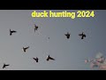 First duck hunting 2024 season at chenab river pakistan epic shots  by malik sarfraz khokhar
