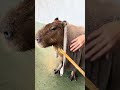 After morning shower #capybara #capybaracafe #animalcafe #tokyo #水豚