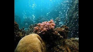 Human Impacts on Oceans  a short film