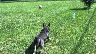 My New Foster Dog Bunny Blue Adopted