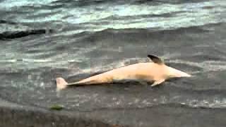 Halıdere Ölü Yunusss Yakın Çekım 21 Eylül 2012