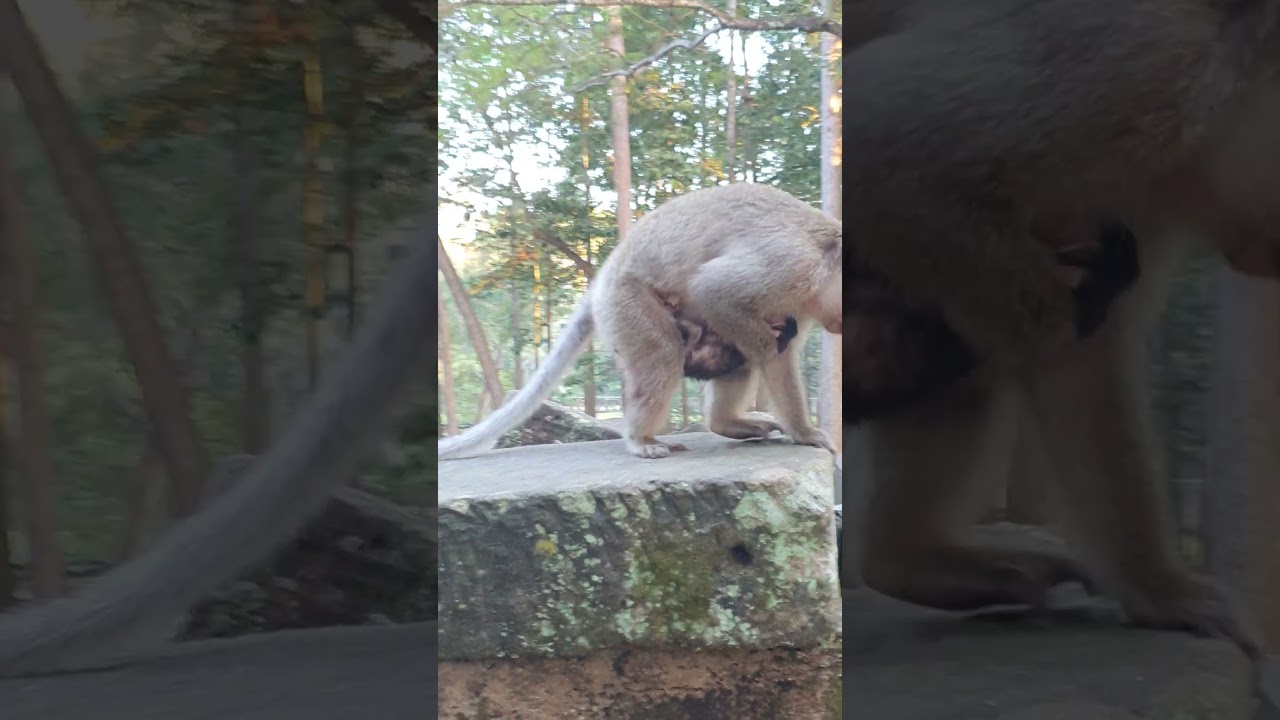 New Born Baby Monkey 30 Novmber 2024 8