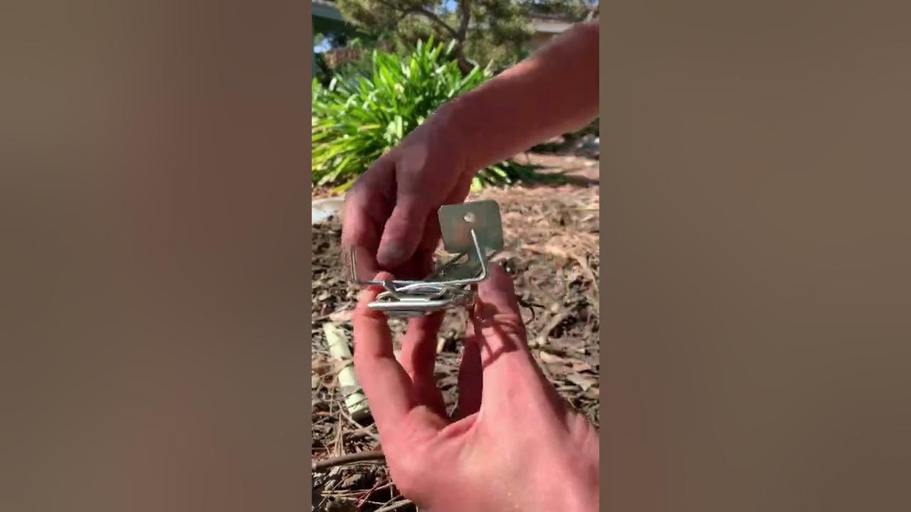 How to set a mole trap YouTube