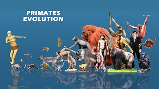 Primate Evolution | Human Evolution | Primate Classification and Size Comparison: Living and Extinct