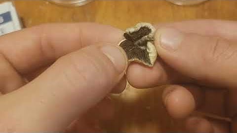 How to clone mushrooms using agar plates (re-upload)