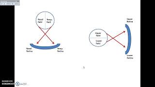 The Visual Pathway - Dr. Ahmed Farid