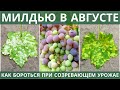 Милдью в августе при созревающем урожае? Поможет ЙОД!