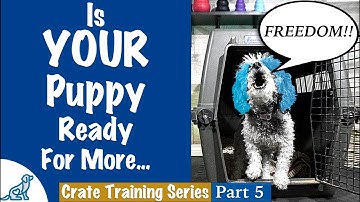 Is Your Puppy Ready To Stop Using A Crate?