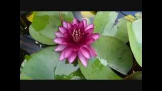 Lilia wodna Almost Black