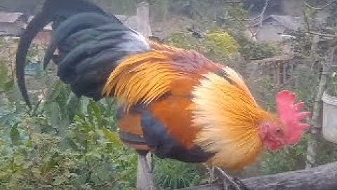 Qaib dib daj cuab tuaj zoo tua 3 phom tuaj 3 zaug ib tug qaib qus loa yeej tau noj