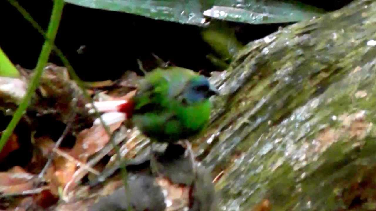 RARE White tailed, Blue faced Parrotfinch 
