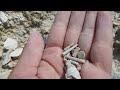окаменелости малыши:  членики морской лилии, иголки морского ежа, брахиоподы