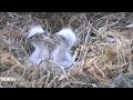 Decorah North Nest Eagles 05.04.2017. The most interesting moments. Самые интересные моменты