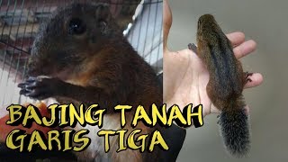 Bajing Tanah Garis Tiga Yang Indah