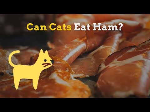Video: Proč má můj pes jen jíst, když jsem doma?