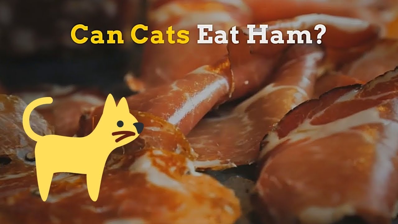 Can Cats Eat Cooked Ham?