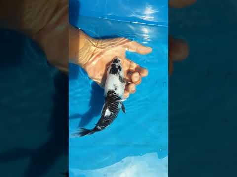 #ชิโร่อุทสีริ 22  cm. Okawa koi farm. โตไซ   ลายอาจดูบ้านๆ แต่ พา บอดี้ อันทรงพลัง หลังสูงๆ ขาวๆ มาแ
