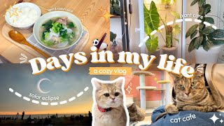 Appreciating the small moments ☀️☕️ Visiting a cat cafe, solar eclipse, miniso finds, plant care 🌿