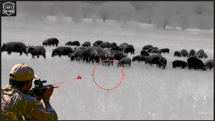 How Do Hunters And American Farmers Deal With Millions Of Wild Boars With Guns At Night