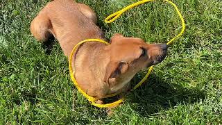 Surry County Animal Control
