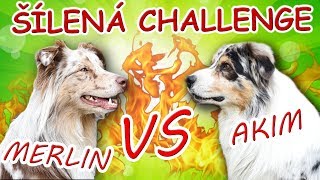 CHALLENGE AKIM VS. MERLIN! Psí závody, úkoly